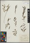Foto von Salix acmophylloides Hausskn. & Bornm.